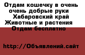 Отдам кошечку в очень очень добрые руки - Хабаровский край Животные и растения » Отдам бесплатно   